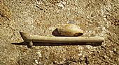 clay pipe found during East Church Cromarty excavation